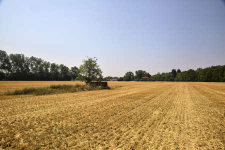 Small tree in a mowed wheat field surrounded by a forest on a sunny day