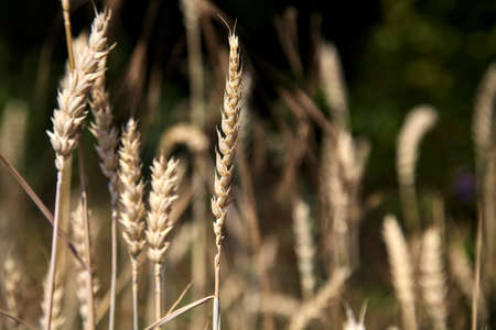 Ears of wheat on a sunny day seen up close