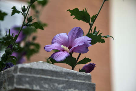 Purple hibiscus on a branch seen up closeの写真素材