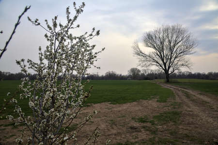 Wild plum in bloom with a bare poplar and a gravel road in the background on a cloudy dayの写真素材