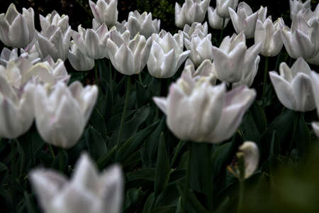 Almost open white tulips seen up closeの写真素材
