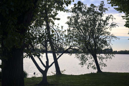 Tree leaning towards the water by the lakeshore at sunsetの写真素材