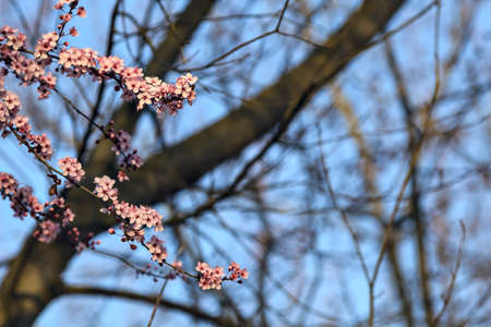 Cherry tree branch in bloom with the sky as background seen up close