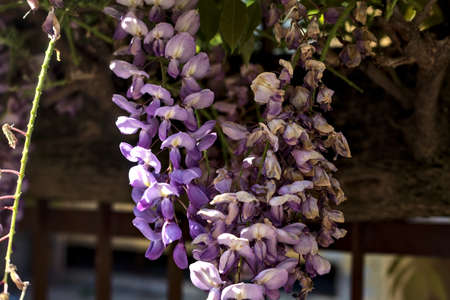 Wisteria growing on an old fence seen up closeの写真素材