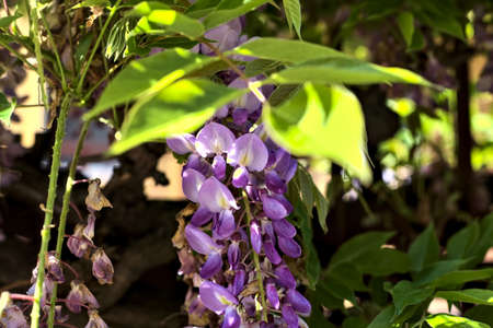 Wisteria growing on an old fence seen up closeの写真素材