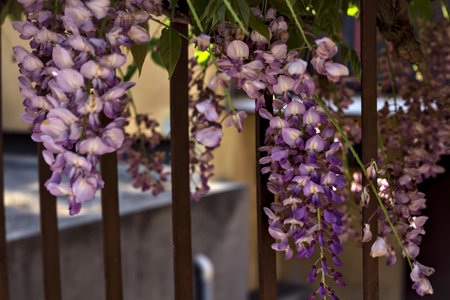 Wisteria growing on an old fence seen up closeの写真素材