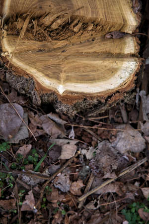 Tree stump surrounded by wood shavings