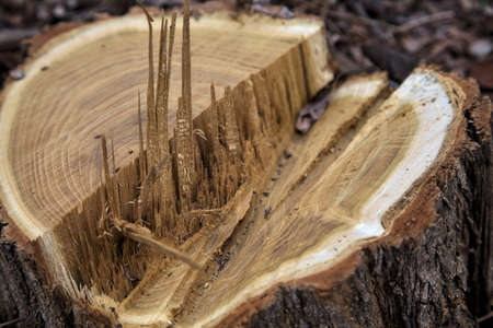 Tree stump surrounded by wood shavings