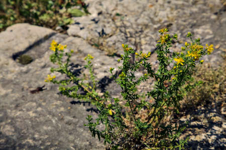 Yellow wild flowers growing in the crack of a stone in a path
