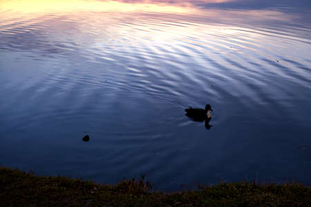 Mallard floating by the shore of a lake at twilightの写真素材