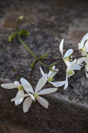 Jasmine branch in bloom on a concrete wallの写真素材