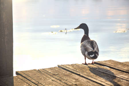 Mallards on a pier by the shore of a lakeの写真素材