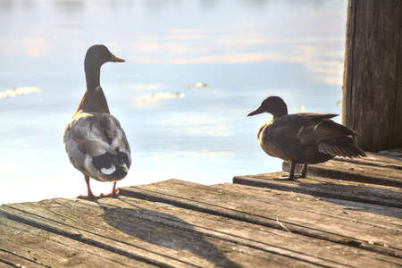 Mallards on a pier by the shore of a lakeの写真素材