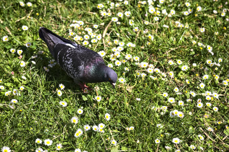 Pigeon walking in the daisiesの写真素材