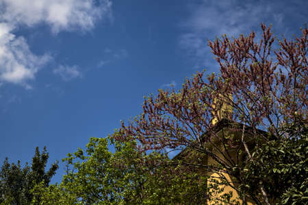 Blooming tree top with the sky as backgroundの写真素材