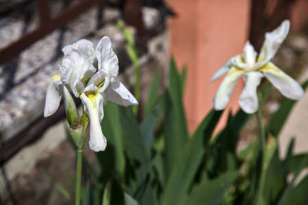 White irises in bloom in a vaseの写真素材