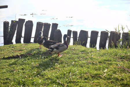 Mallards on a pier by the shore of a lakeの写真素材