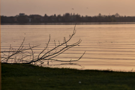 Fallen tree by the shore of a lake at sunset with a town in the backgroundの写真素材