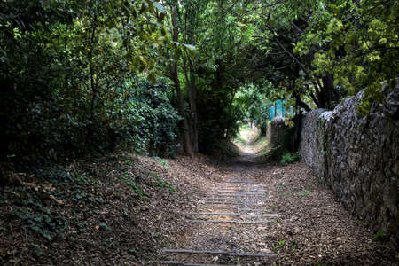 Descending trail in a grove bordered by stone wallsの写真素材