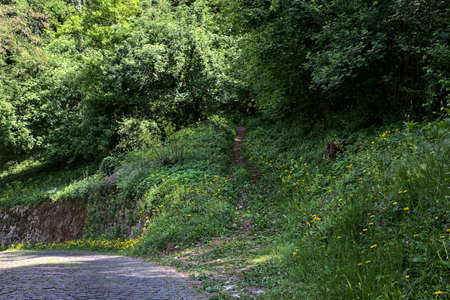 Downhill paved road in a forest forking with a dirt path that goes in the wood