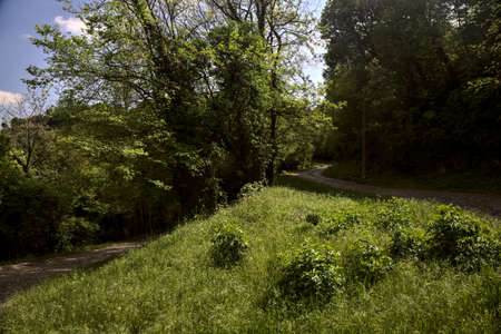 Road in the middle of a forest on a mountain on a sunny day