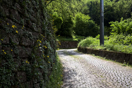 Paved road with dandelions at its edge bordered by a stone brick wall in a forest on a sunny dayの写真素材
