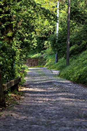 Shady road in a forest on a sunny dayの写真素材