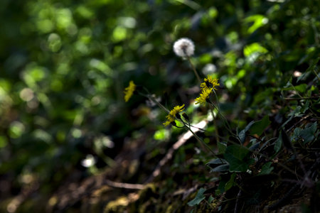 Dandelions on a concrete wall by the edge of a road in a forest