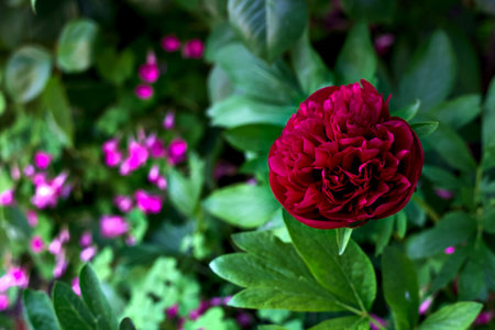 Crimson peony in bloom in a bushの写真素材