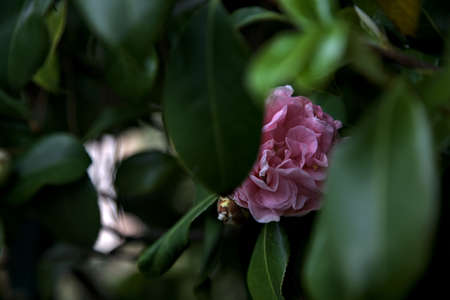 Azalea flowers in bloom seen up closeの写真素材