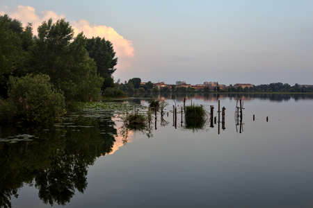 Grove by a lakeshore at sunsetの写真素材