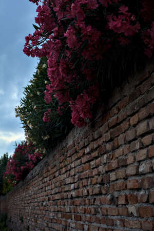 Oleander in bloom on a brick wall