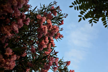 Pink oleander in bloom with the sunset sky as background