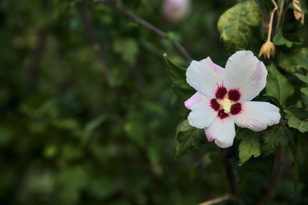 White hibiscus flower in bloom seen up closeの写真素材