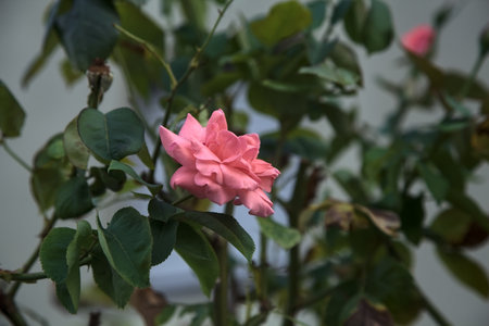 Pink rose in a bush seen up closeの写真素材
