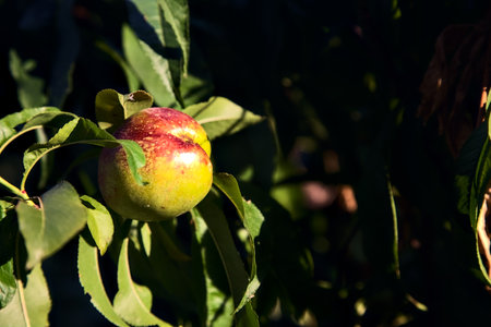 Peach on a tree branch at sunset seen up close
