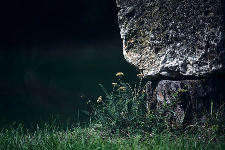 Wild flowers and tall grass growing next to a rock seen up closeの写真素材
