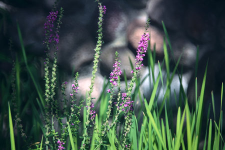 Purple flowers with tall grass seen up close