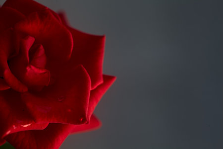 Red rose on a neutral background seen up closeの写真素材