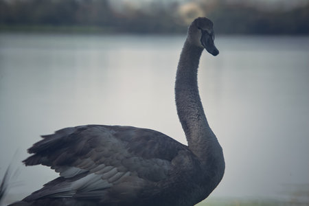 Swan floating on a lake next to the shoreの写真素材