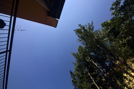 Trees and a facade of a building stretching towards the sky