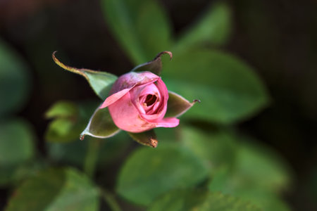 Miniature pink roses seen up closeの写真素材