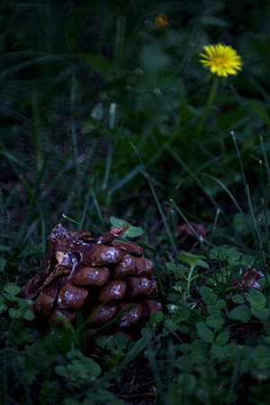 Pine cone and a dandelion on the grass seen up closeの写真素材