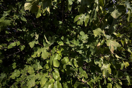 Fig tree fronds seen up close