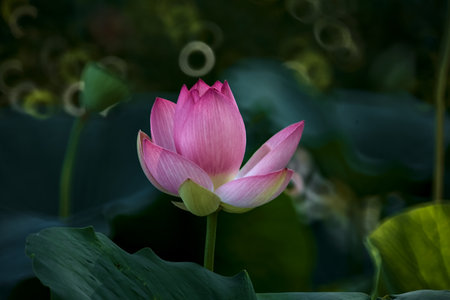 Lotus flower in bloom surrounded by leaves seen up closeの写真素材