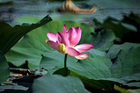 Lotus flower in bloom surrounded by leaves seen up closeの写真素材