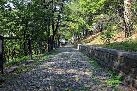 Paved path under a tree canopy in a park