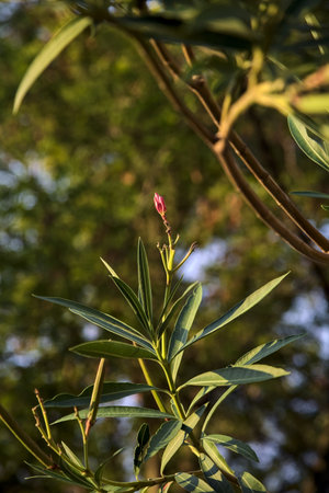 Oleander branch in bloom seen up close