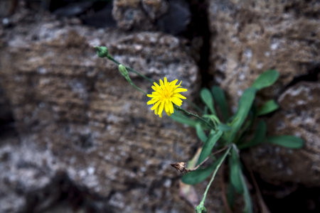Dandelions growing in the cracks of stones seen up closeの写真素材