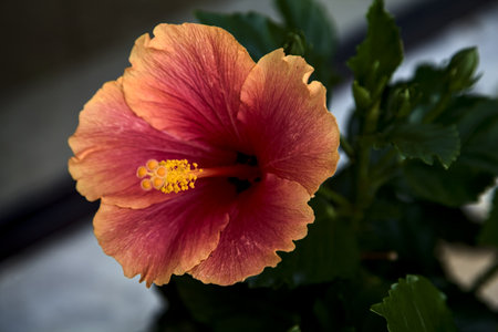 Red and orange hibiscus in bloom in a bush seen up closeの写真素材